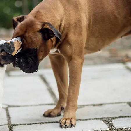 Oda ve Kahvaltı Fausta 4*