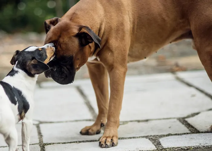 לינה וארוחת בוקר Fausta 4*